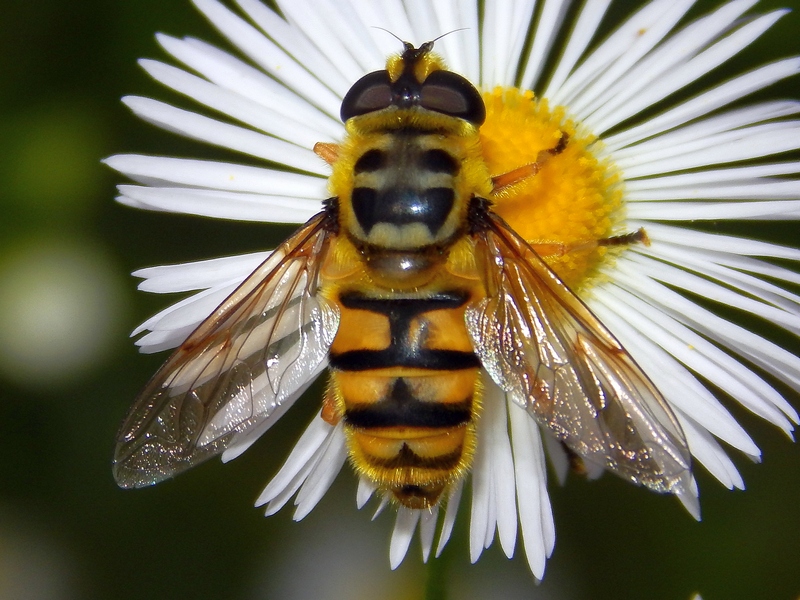 Myathropa florea